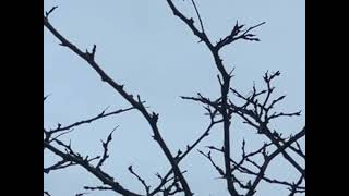 American Airlines EMB175 flying over Mount Laurel NJ [upl. by Mel]