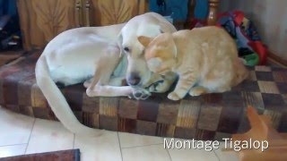 Chaton prend ma chienne pour sa mère Amour Chat Chien [upl. by Siradal]