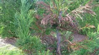 Cryptomeria Japanese Cedar planted in middle Tennessee affected by tip blight [upl. by Lucine]