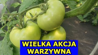 Robię Wielką Akcję Warzywną infouprawa [upl. by Schlessel]