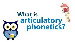 Articulatory Phonetics 1  REUPLOAD IN HD [upl. by Bahr]