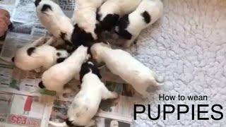 How to start to wean puppies 4 week old puppies have their first semisolid meal [upl. by Ahsas]