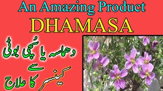 What is DHAMASA Sachi booti Fagonia herbFagonia arabica Suchi booti Dhamasa Benefits of dhamasa [upl. by Danzig]