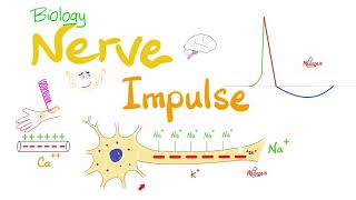 Action Potential  Nerve Impulse Transmission  Neurons  Biology Series [upl. by Ednew]