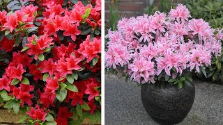 How to Plant Dwarf Rhododendrons Spring Garden Guide [upl. by Wie505]