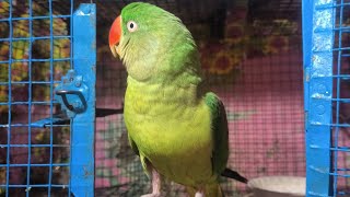 Ringneck parrot॥ Parrot Talking॥ बात करने वाला तोता॥ Alexander parrot 👉welcome to my live steam❤ [upl. by Munt556]