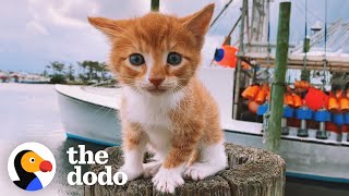 Cat Raised By Dogs Races To The Ocean To Swim  The Dodo [upl. by Yeclek985]