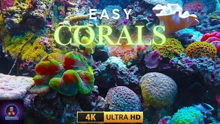 Corals  Easy corals  Corals in Pakistan [upl. by Drarig]