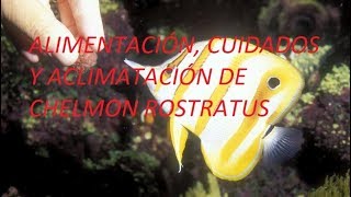 Aclimatación y Alimentación CHELMON ROSTRATUS [upl. by Ut67]