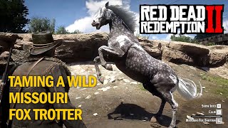 RDR2 Taming wild Missouri Fox Trotter Rampage Mods [upl. by Aniret452]