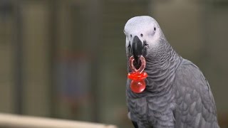 Can a parrot serve as witness in murder trial [upl. by Wolsky]