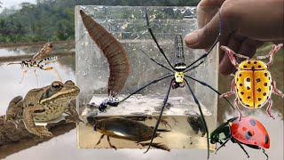 catch golden orb spider cranefly damselfly ladybug beetle frog water beetle water larvae [upl. by Aizirk]