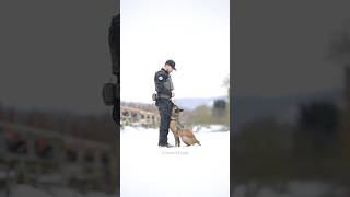 Belgian Malinois training training shorts pets dog k9 dogtraining malinois viralvideo [upl. by Kilmarx]