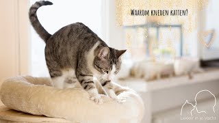 Waarom katten kneden treden trappelen of melken met hun pootjes [upl. by Ornie]