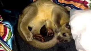 Gypzie the pet kinkajou waking up [upl. by Kuhlman]