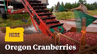 Learn how cranberries are harvested in the small Oregon coast town [upl. by Haidabo8]