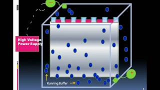 Introduction To Serum Protein Electrophoresiswmv [upl. by Jecho484]