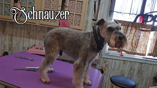 Full Schnauzer grooming in under 15 minutes 😉 [upl. by Namyh]