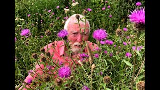 Black or Common Knapweed with John Feehan in August Wildflowers of Offaly series [upl. by Gereron]