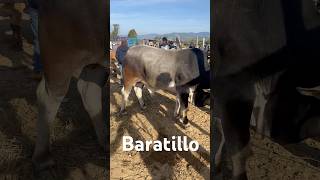 Baratillo de etla Oaxaca ganados animalesfelices [upl. by Felicidad]