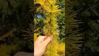 Why are these pine trees bright yellow ￼naturefacts natureexploration howtodraw [upl. by Rednasxela]