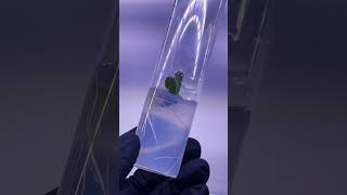 Dragonfruit grown from seed in vitro tissueculture dragonfruit invitro cacti cactus fruit [upl. by Bouchard]