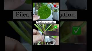 Pilea propagation pilea plantcare plantlover plants houseplants [upl. by Blaze]