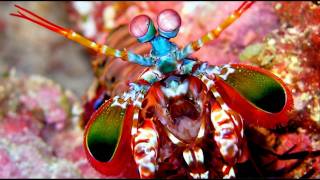 Big Mantis Shrimp in a Marine Refugium [upl. by Esinyl]