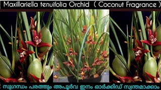 Maxillariella Tenuifolia Orchidsസുഗന്ധം പരത്തും അപൂർവ ഇനം ഓർക്കിഡ് സ്വന്തമാക്കാം [upl. by Gilliam]