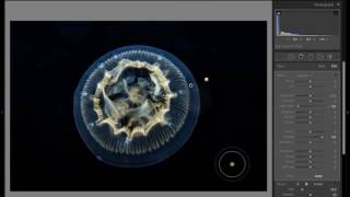 Lightroom CC brush tool for Backscatter Splotch Removal [upl. by Palermo]