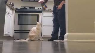 Hanzo exotic shorthair cat doing a trust fall for treats [upl. by Eatton]