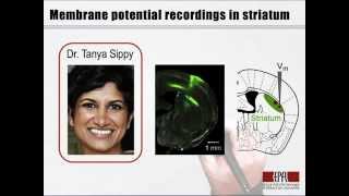 CellTypeSpecific Sensorimotor Processing in the Striatum [upl. by Einiar]