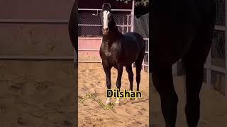 🌟Stallion DILSHAN 👑🌟Sire by Late Alishan 🌟Dam Mare Lakshmi 🏚️Owner Shri Phool Singh Sawrup Singh [upl. by Llerret]