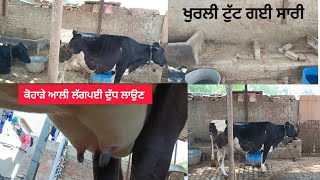 Khangura Dairy Farm Punjab [upl. by Wagner]