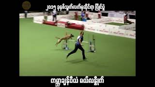 Agility World Champion သွက်လက်မှု ပြိုင်ပွဲ ကမ္ဘာ့ချန်ပီယံ ဘယ်ဂျီယံ မယ်လနွိုက် [upl. by Etnor]