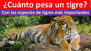 Cuanto pesa un tigre [upl. by Anirrehs775]