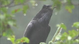 Raven Talking in the Rain [upl. by Seow]