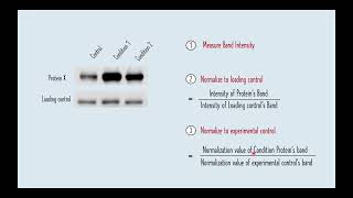 Quantification of Protein Bands using ImageJ for beginners  Western Blot Protein Quantification [upl. by Germaun603]