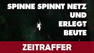 ZEITRAFFER SPINNE SPINNT NETZ UND FÄNGT UND ERLEGT BEUTE [upl. by Aletsirc16]