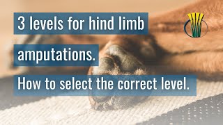 3 levels for hind limb amputations How to select the correct level [upl. by Nevarc]