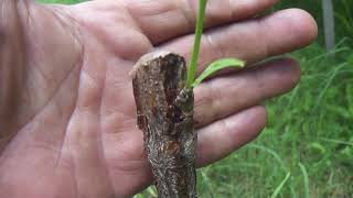 The painful cut above the bud after successful chip bud grafting [upl. by Leckie]