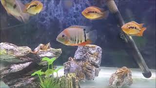 Top 8 centerpiece fish for community aquarium Best large fish for freshwater community tank [upl. by Atihana]