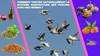 Comment traiter naturellement le système respiratoire des pigeons avec des herbes [upl. by Fletcher]