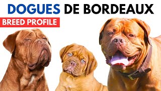 Dogues De Bordeaux Dog Breed Profile History  Price  Traits  Dogues De Bordeaux Grooming Needs [upl. by Sadie696]