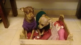 Sueter para perrito Chihuahua en crochet [upl. by Yttisahc]