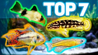 MY TOP 7 BEST AQUARIUM FISH FOR 20 GALLON AQUARIUMS [upl. by Cadman]