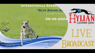 Blue Riband 2024  Whippets [upl. by Bobker593]