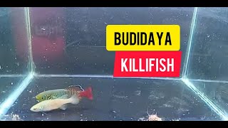 Cara Budidaya killifish [upl. by Salokcin]