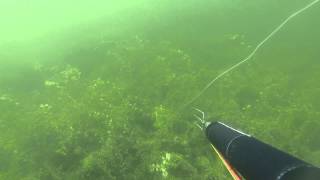 Spearfishing Pike 201282 Lbs Lydeka 913 kg [upl. by Frasquito]