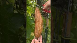 Luffa Peeling Reveals Luffa Sponge [upl. by Nelhsa516]